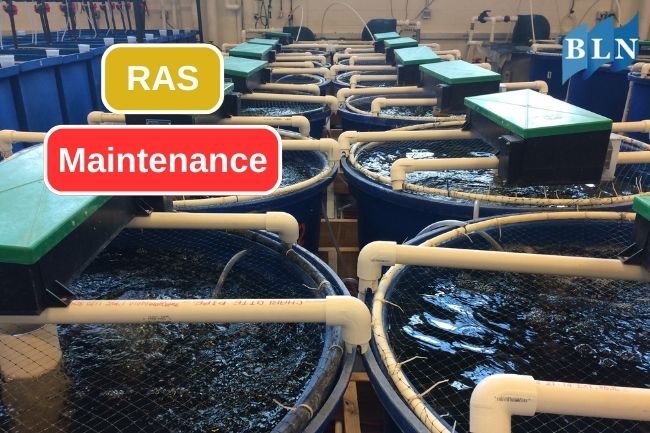 Maintenance System in RAS Cultivation